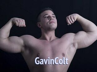 GavinColt
