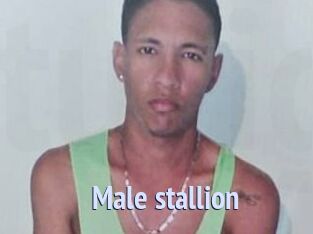 Male_stallion